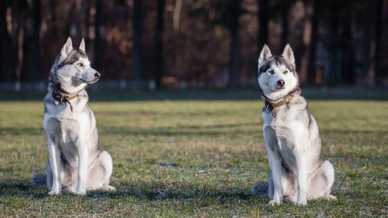 Husky siberiano