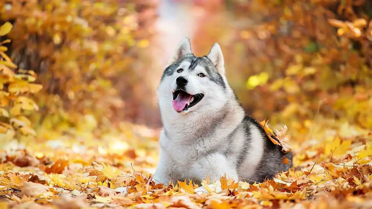 Husky siberiano