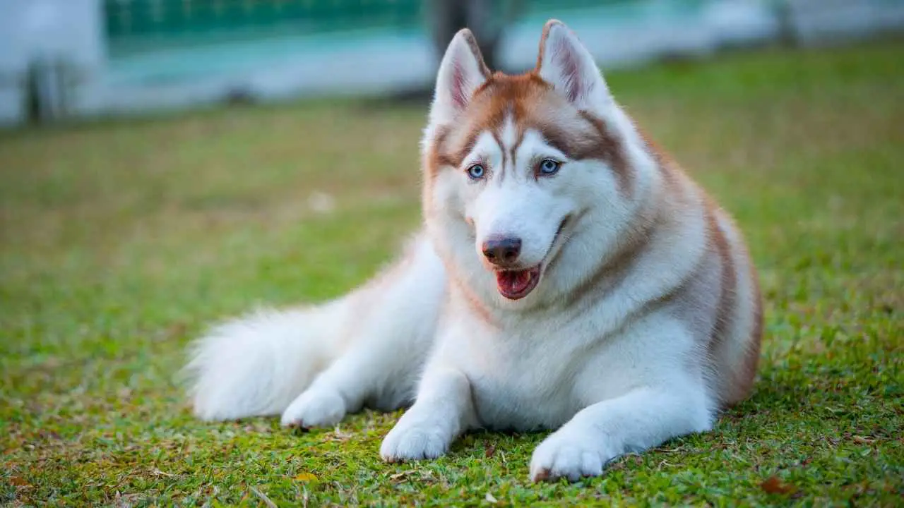 Husky siberiano