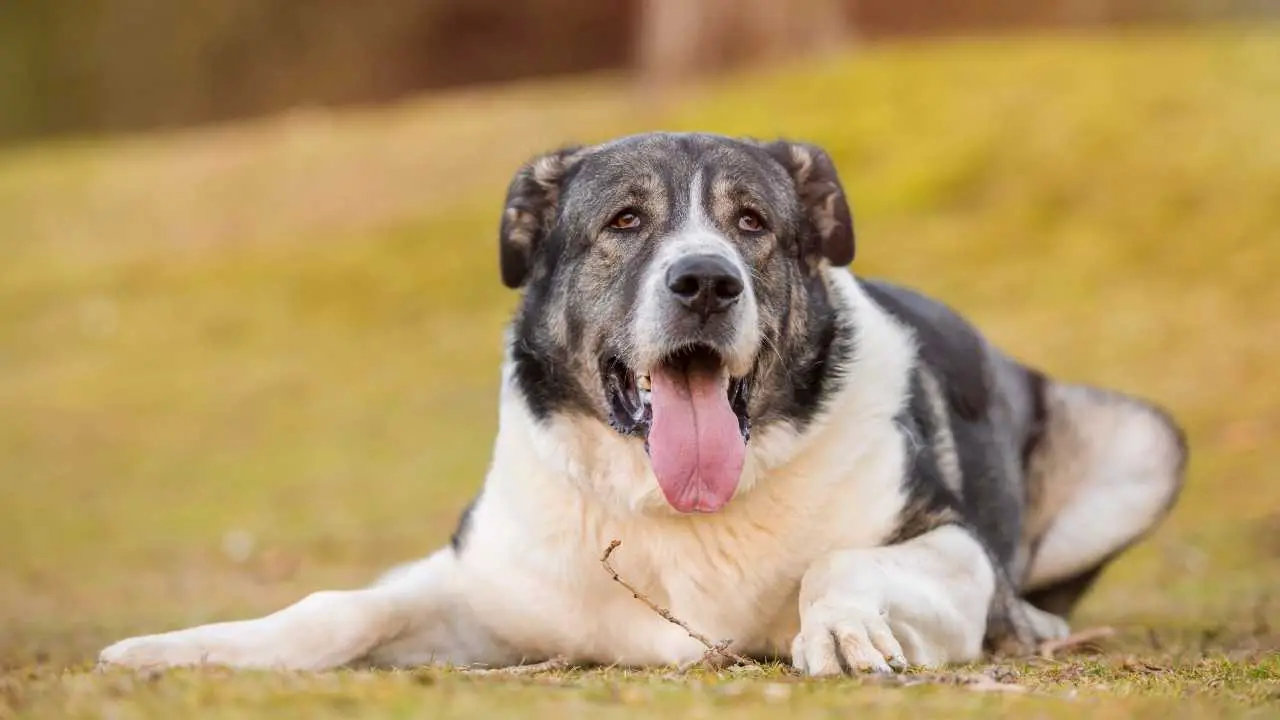 Mastino spagnolo