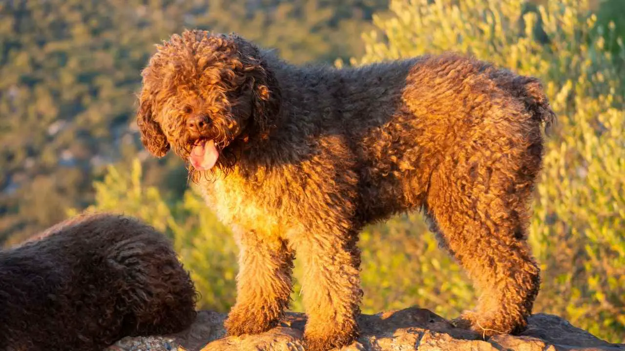 Cane da acqua spagnolo