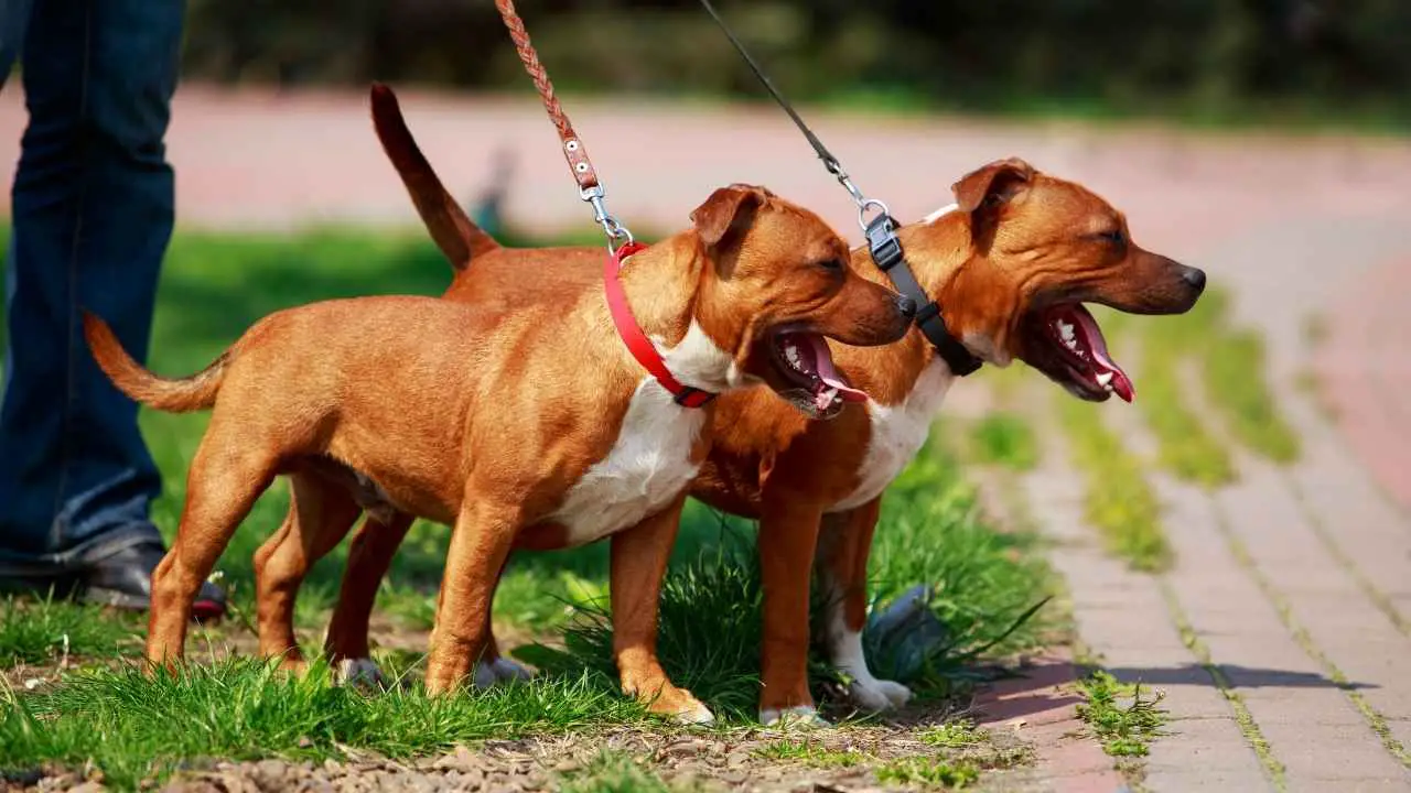 Staffordshire Bull Terrier