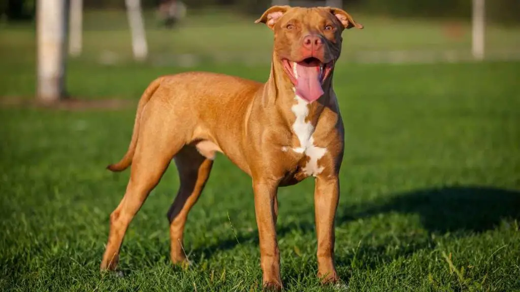 Dimensioni del Pitbull e aspettativa di vita