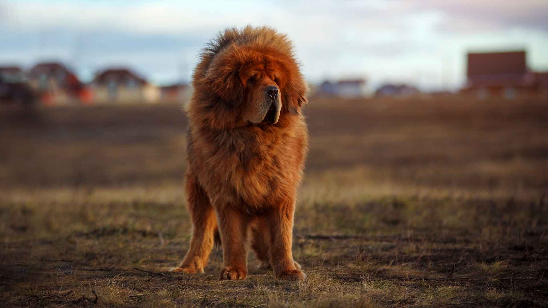 Mastino tibetano