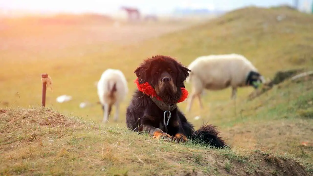 Mastino tibetano