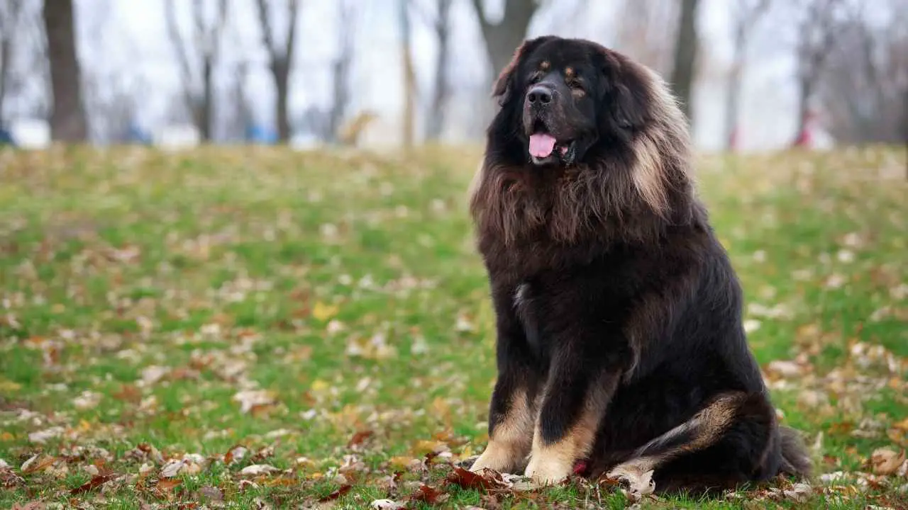 Mastino tibetano