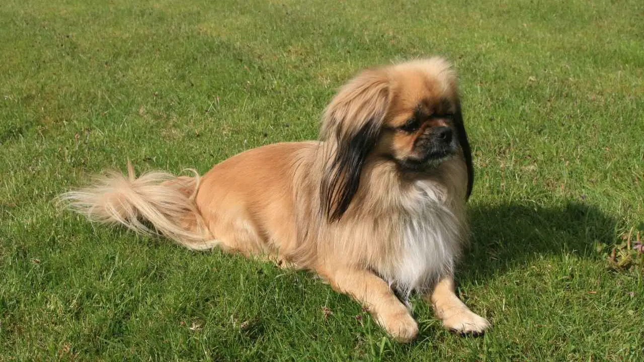 Spaniel tibetano