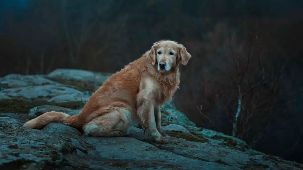 Suggerimenti per l'evacuazione con un cane ansioso durante un disastro naturale