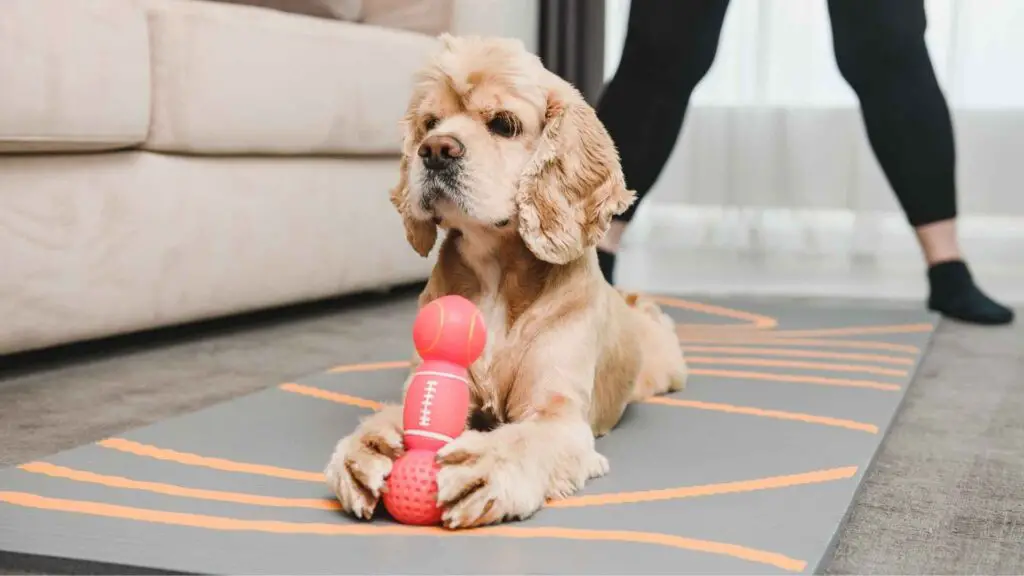 Spaniel da traino giocattolo