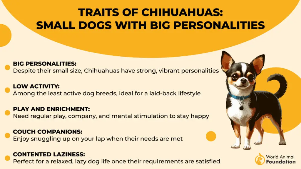 Chihuahua