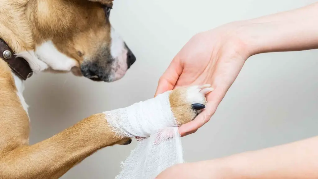 Treating Burns in Dogs