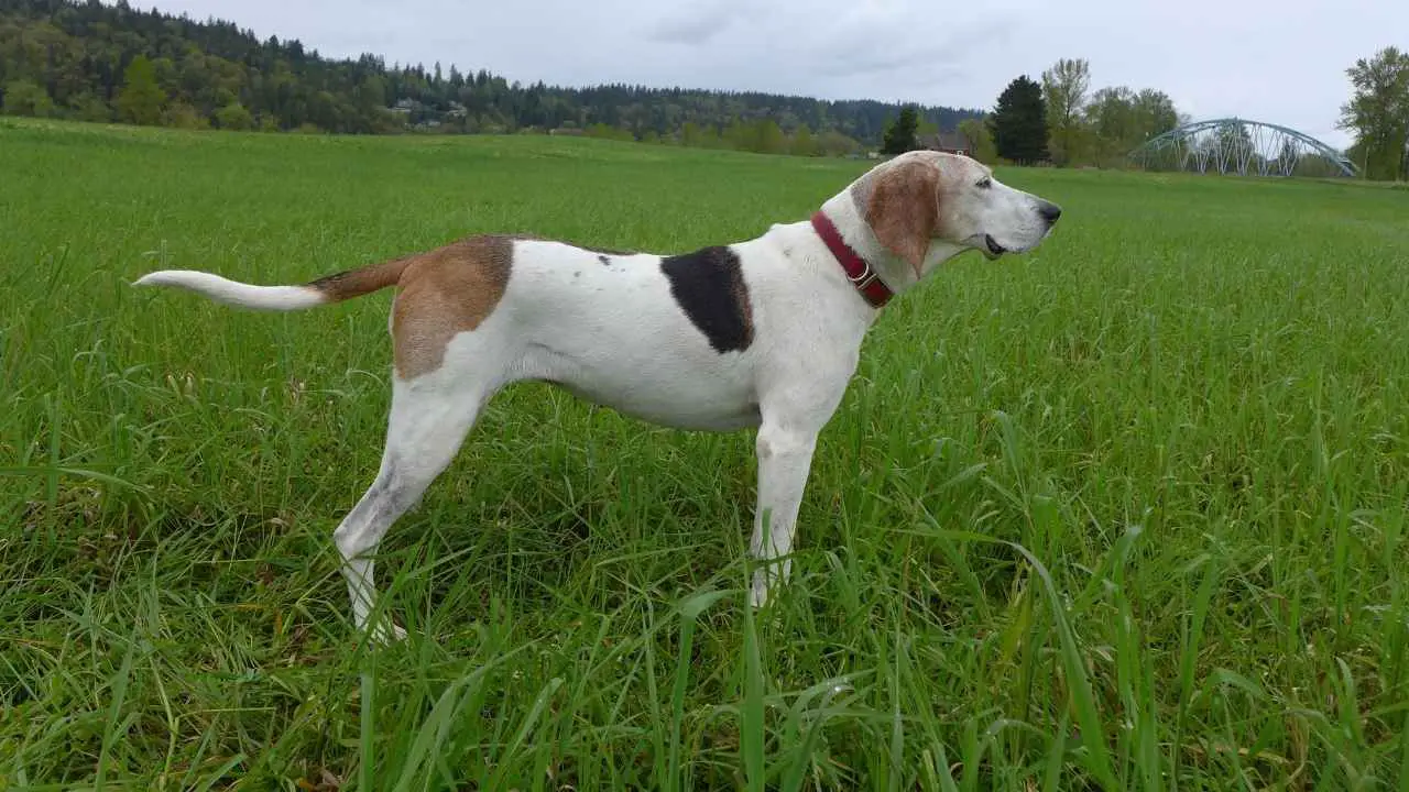 Treeing Walker Coonhound