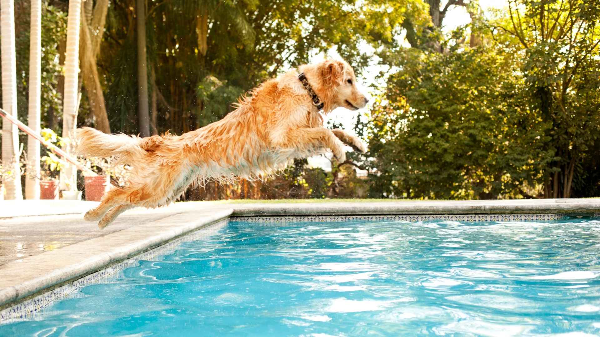 Water Loving Dog Breeds