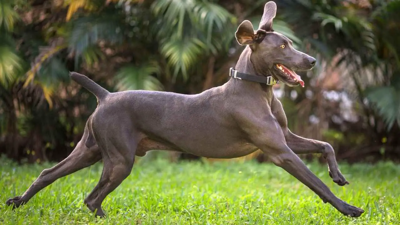 Weimaraner