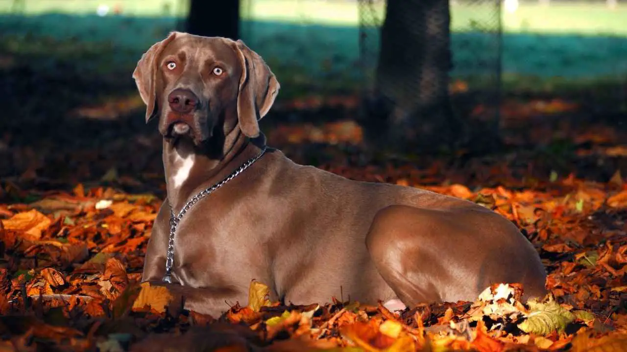 Weimaraner