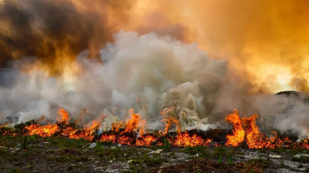 Come evacuare in sicurezza con il tuo cane durante gli incendi