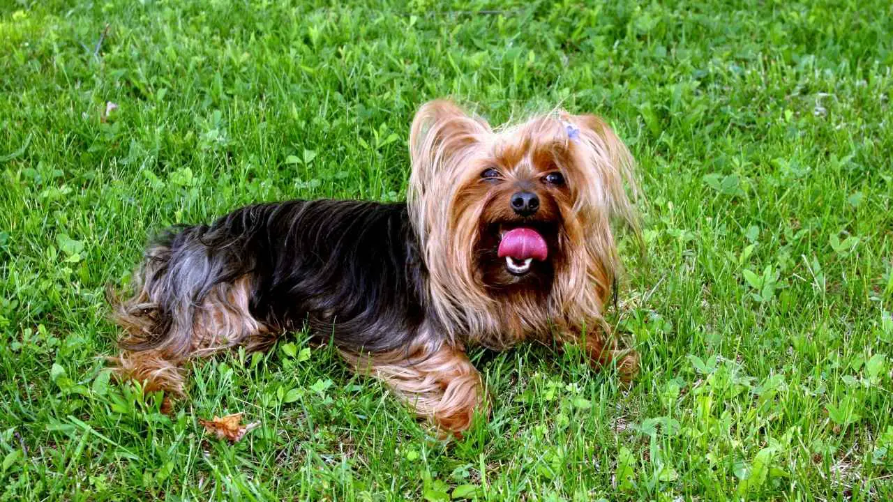 Yorkshire Terrier