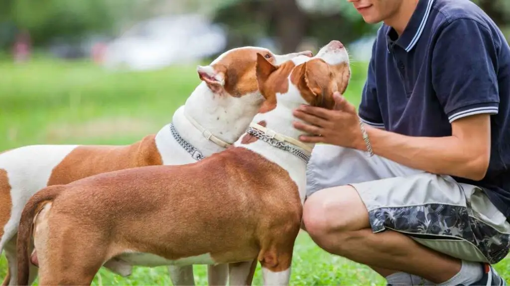 sono pitbull affettuosi