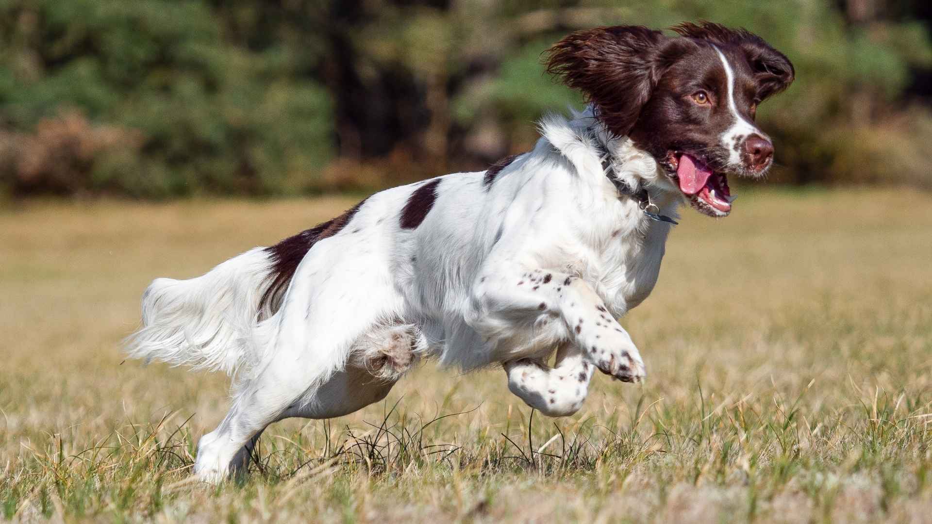 types of Spaniels