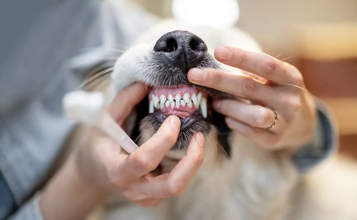 prendre soin dents chien 064539 1200 738