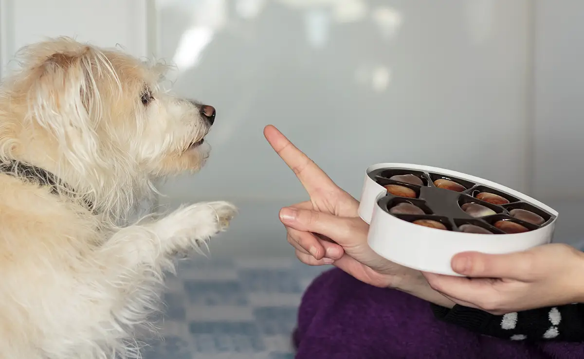 chien pas manger 102451 1200 738