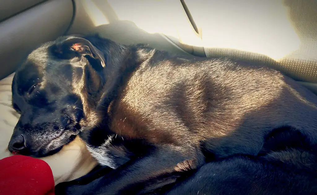 chien malade voiture 083656 1200 738