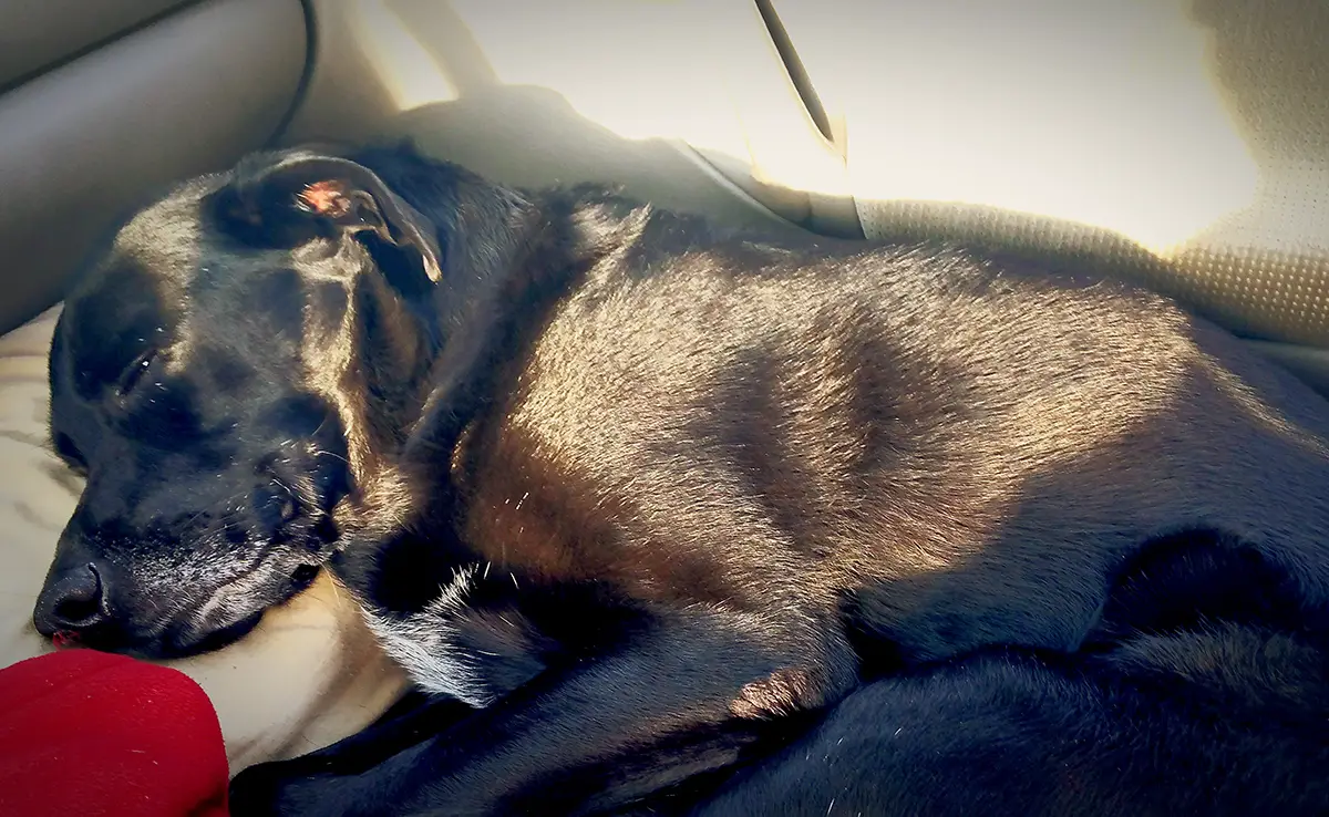 chien malade voiture 083656 1200 738