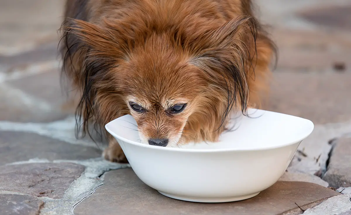 chien mange yaourt 085520 1200 738