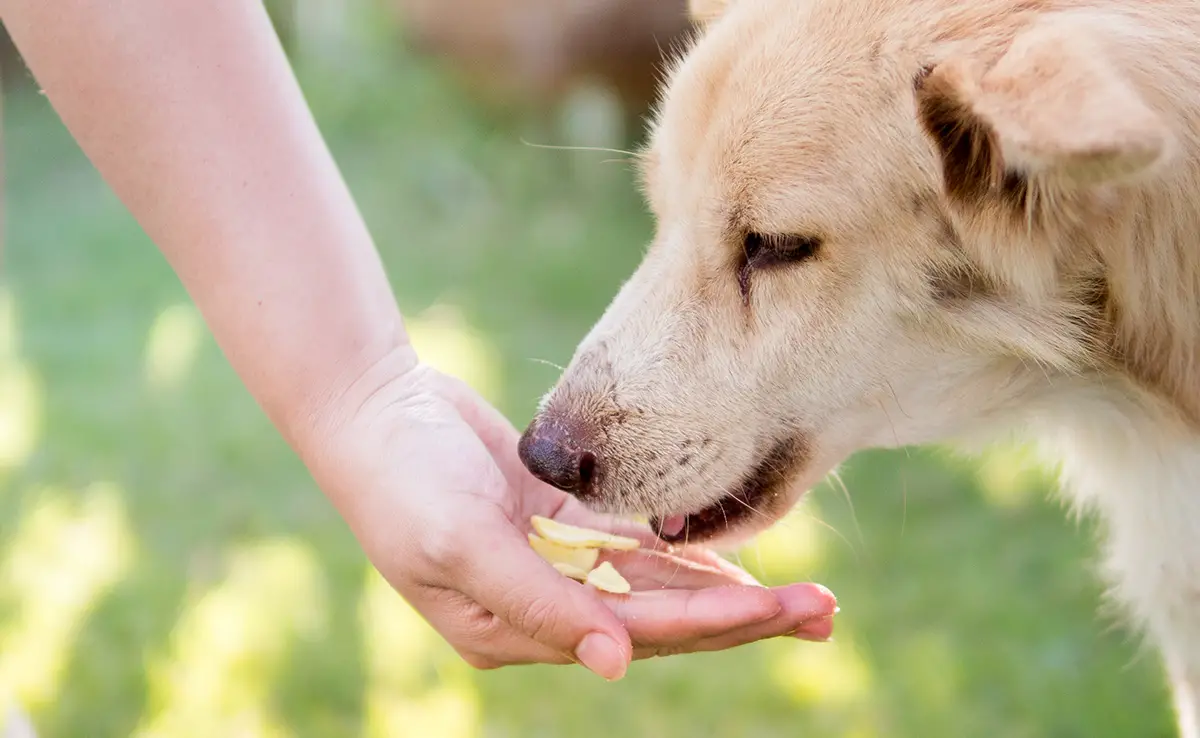 donner fromage chien 090313 1200 738