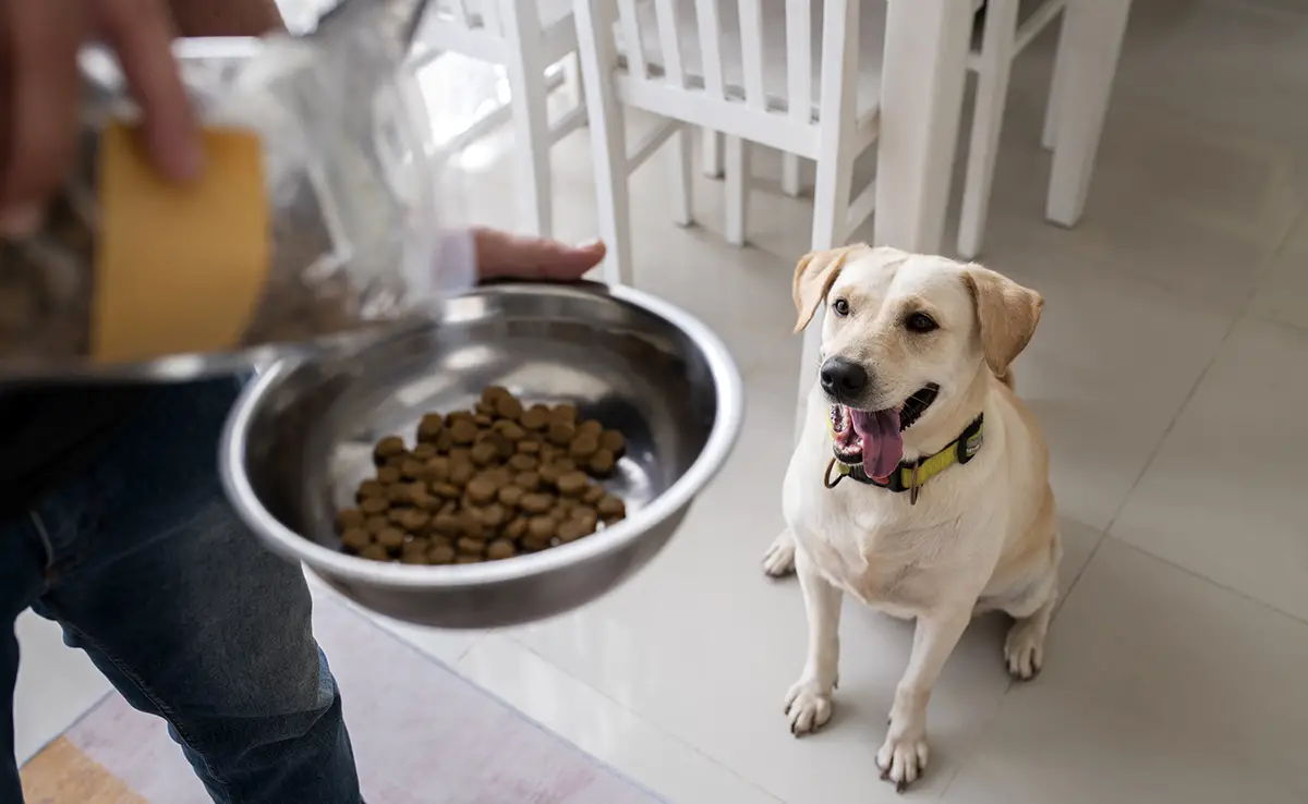 alimentation chien 151138 1200 738