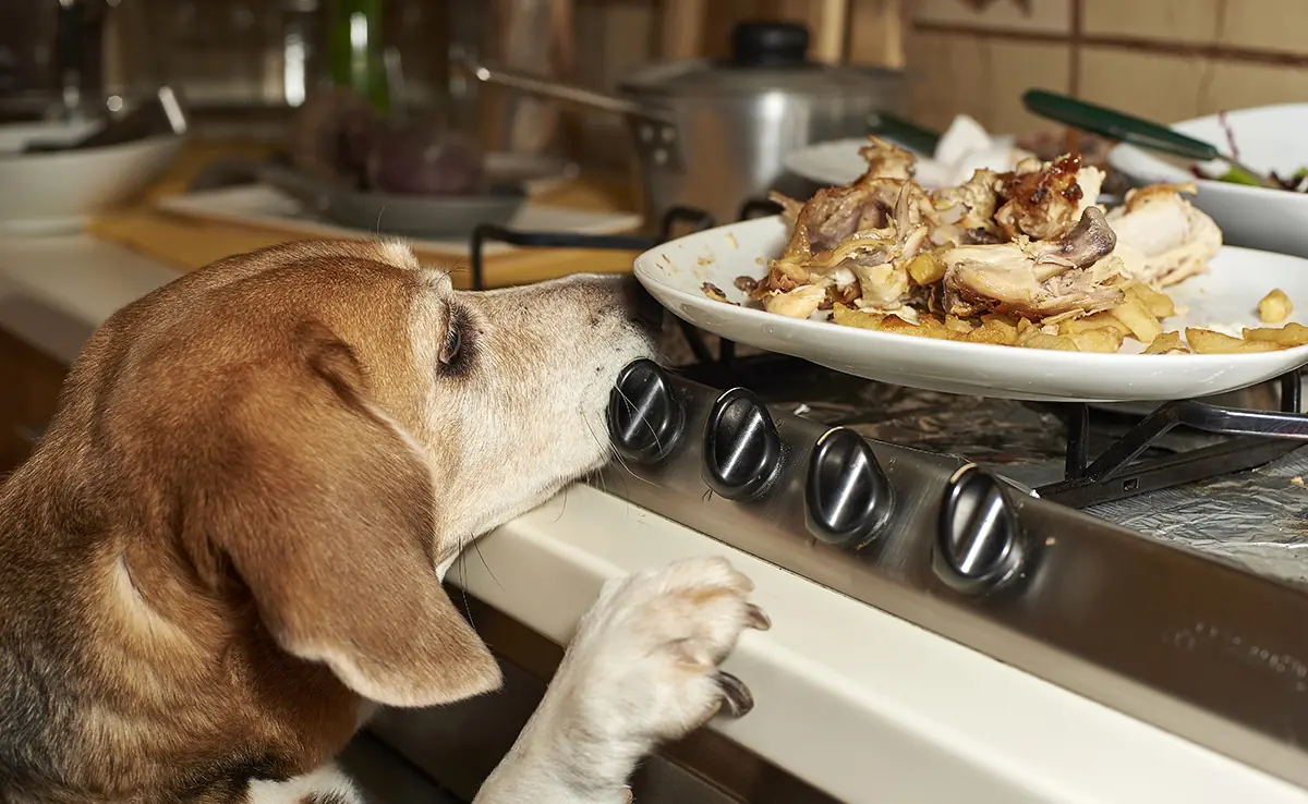 donner reste poulet chien 094006 1200 738