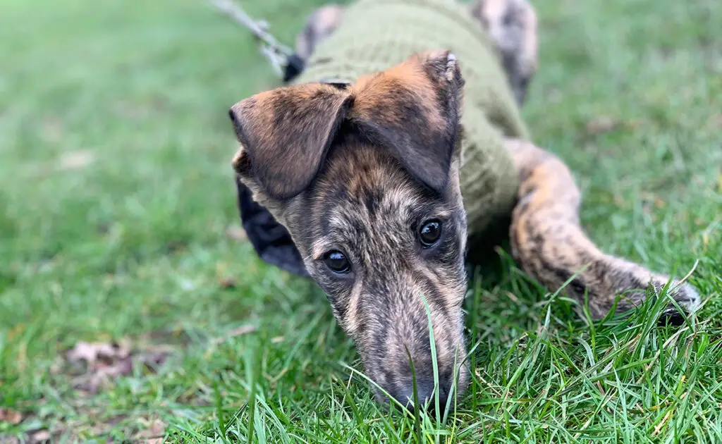 Il mio cane sta soffocando: cosa devo fare? Quali azioni di emergenza dovrebbero essere intraprese? 2 chien etouffe 084737 1200 738