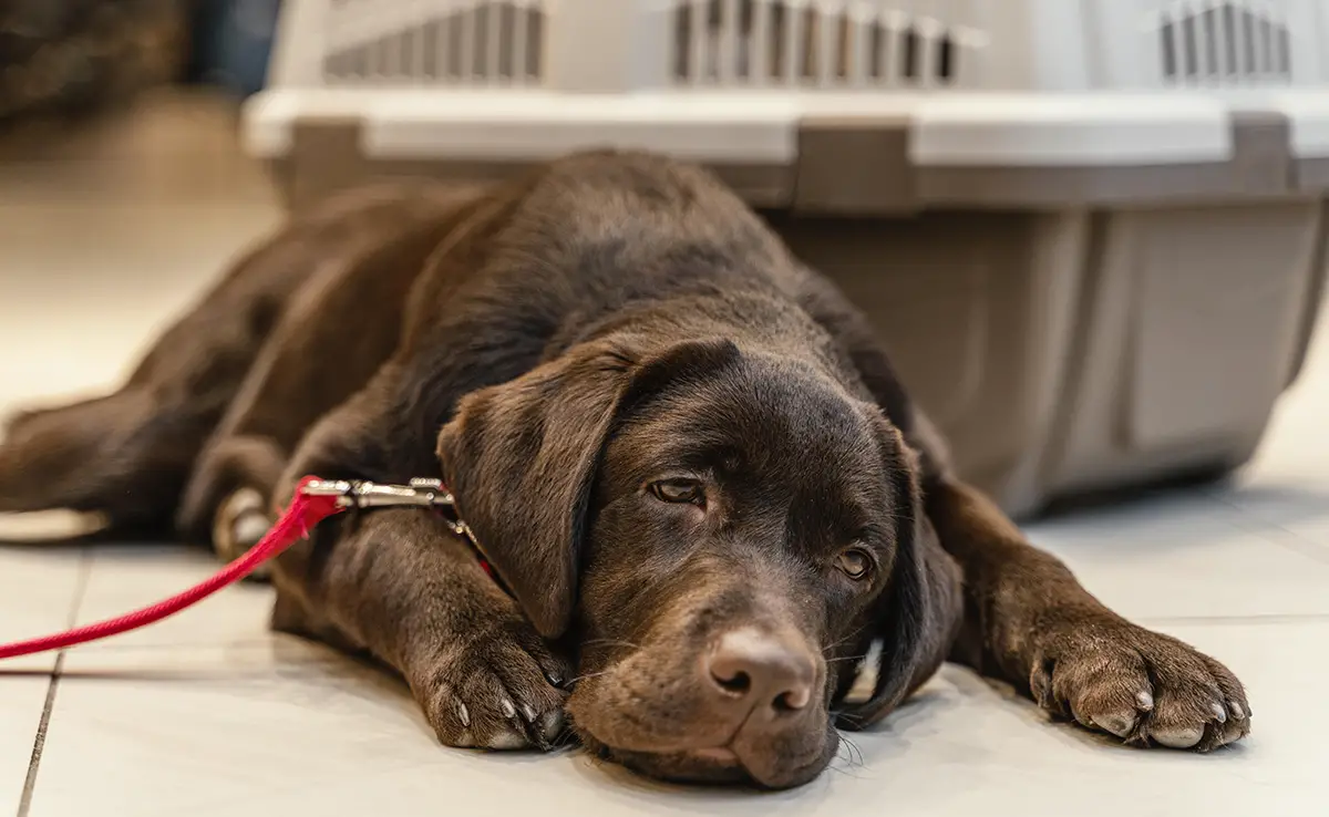 chien souffrant 085105 1200 738