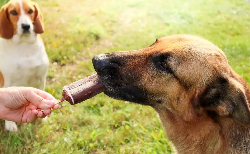 Quanto cioccolato è fatale per i cani? 2 chien chocolat 060848 1200 738