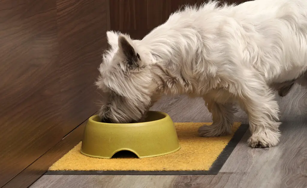 Dare fegato crudo al tuo cane: buona o cattiva idea? 2 foie cru chien 065408 1200 738