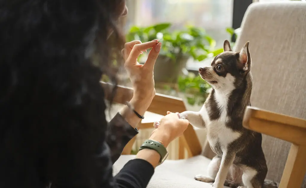 Dare noci a un cane: buona o cattiva idea? 2 donner choix chien 061506 1200 738