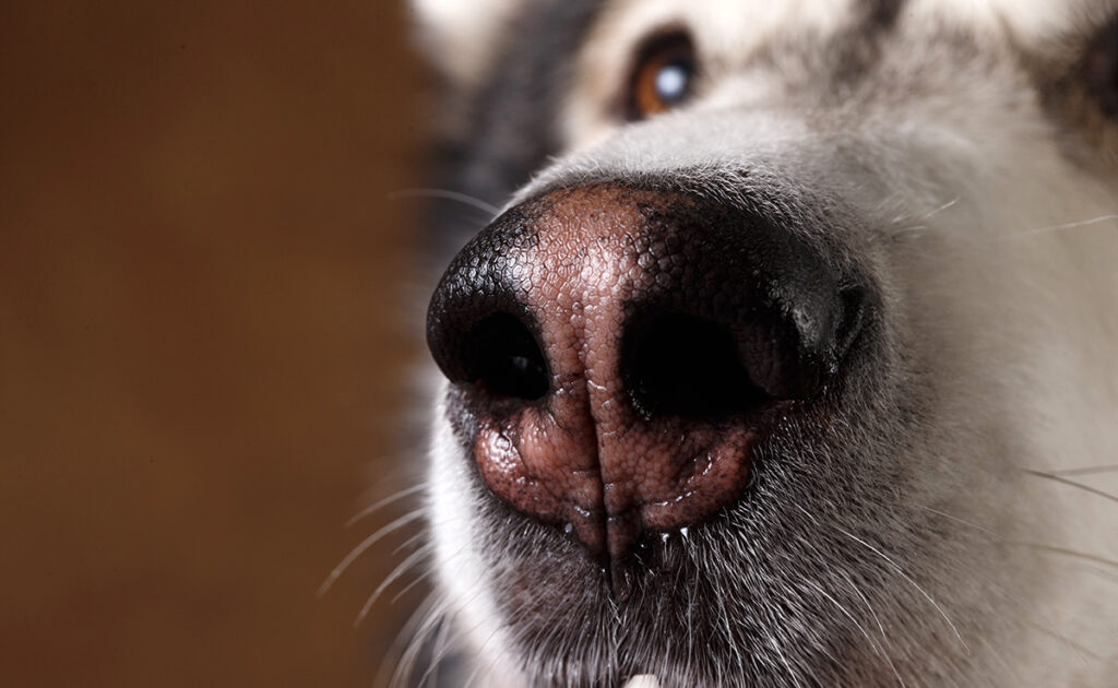 Il naso del cane: indicatore di buona salute? 5 segnali che dovrebbero avvisarti! 1 truffe chien 063516 1200 738