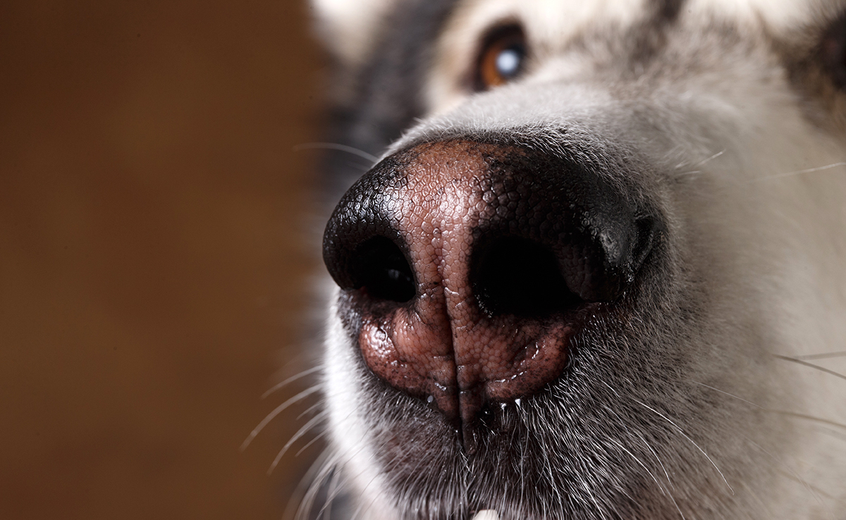 truffe chien 063516 1200 738