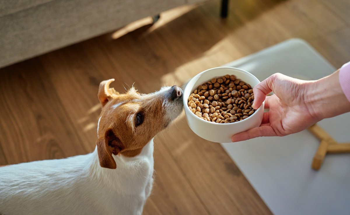 croquettes chien 172434 1200 738