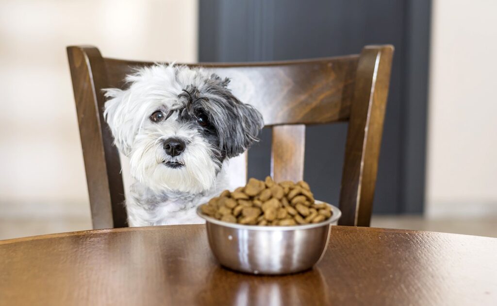 I 10 principali malintesi sul cibo per cani! 1 idees recues alimentation chien 084246 1200 738