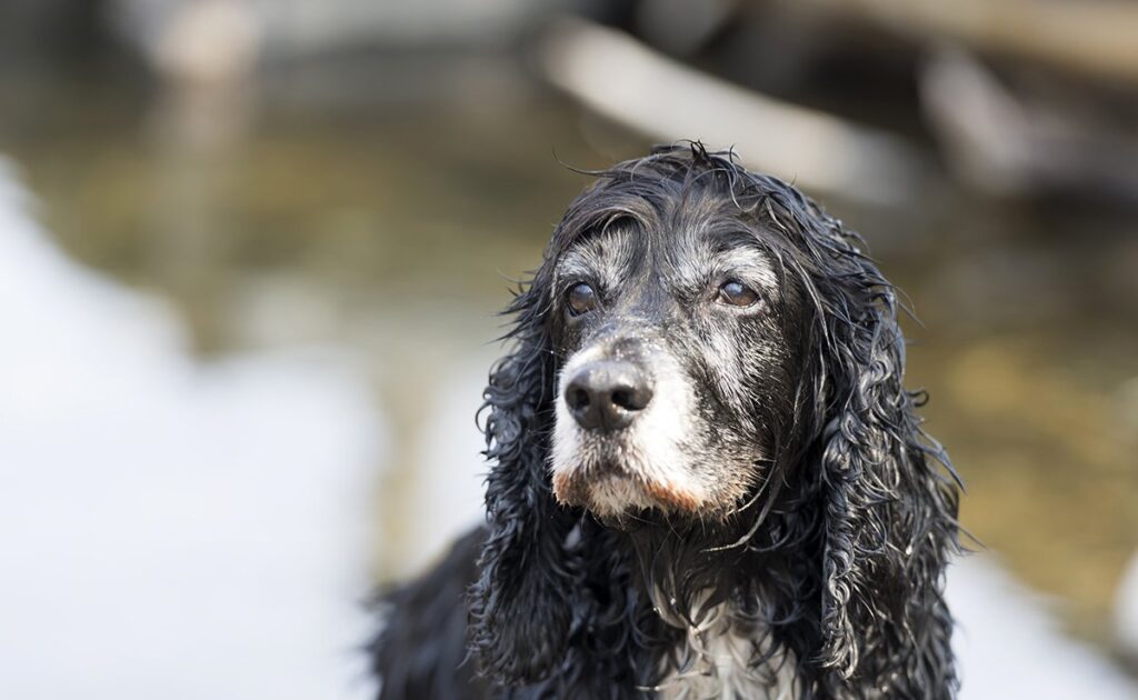 Ho la sensazione che il mio cane stia diventando cieco: come posso esserne sicuro? 3 chien devient aveugle 060007 1200 738