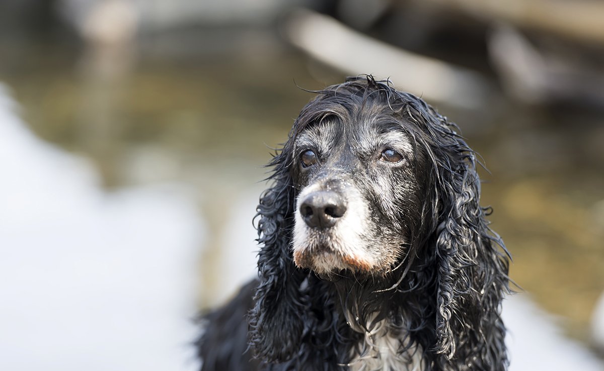 chien devient aveugle 060007 1200 738