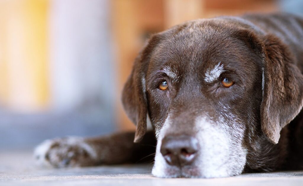 Quanto costa convivere con un cane con insufficienza renale? 2 chien insufisance renale 054556 1200 738