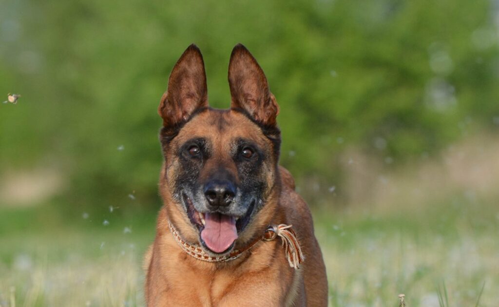 Quante crocchette dare ad un Malinois? 1 croquettes malinois 061100 1200 738