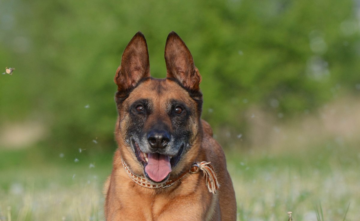 croquettes malinois 061100 1200 738